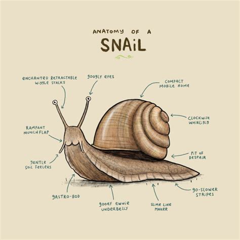 Anatomy of a Snail - Snail - T-Shirt | TeePublic