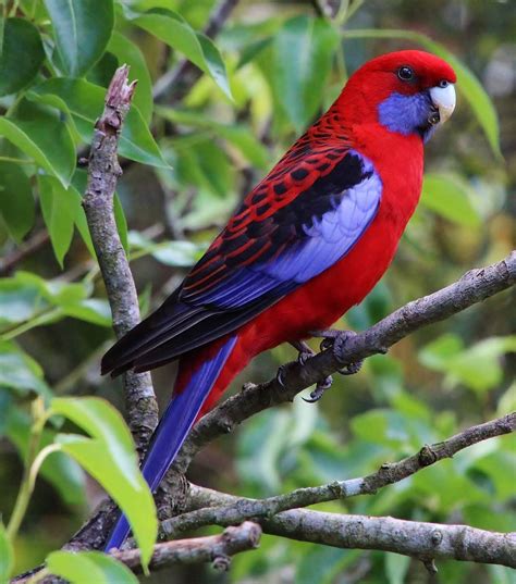 Crimson Rosella | Vogels, Parkieten