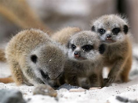 Baby meerkats explore their surroundings at safari park | Express & Star