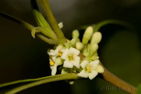 Wild Olive | Trees and Shrubs | Nature In Focus