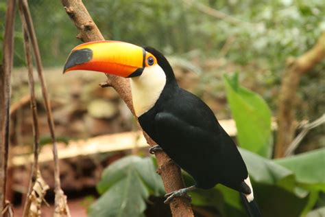 Toucan Beautiful Fresh Desktop Hd Wallpapers 2013 | Beautiful And ...