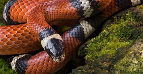 21 Snakes in Pennsylvania - A-Z Animals