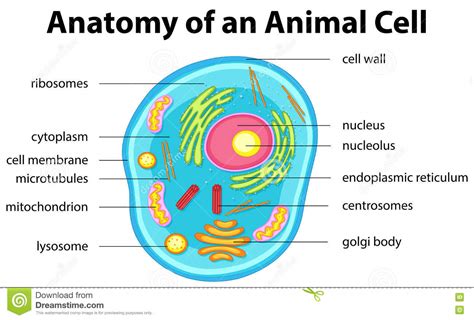 free clipart of an animal cell membrane - Clipground