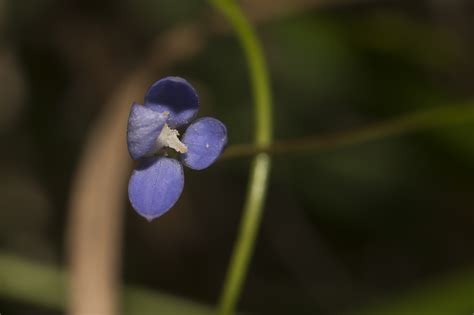 plants from Hillgrove NSW 2350, Australia on May 15, 2023 at 02:09 PM ...