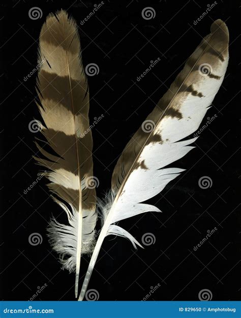 Goose Feathers stock photo. Image of quill, stem, flight - 829650