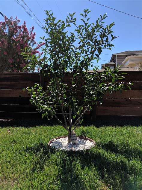 Japanese Yuzu tree in Bay Area, CA : r/gardening