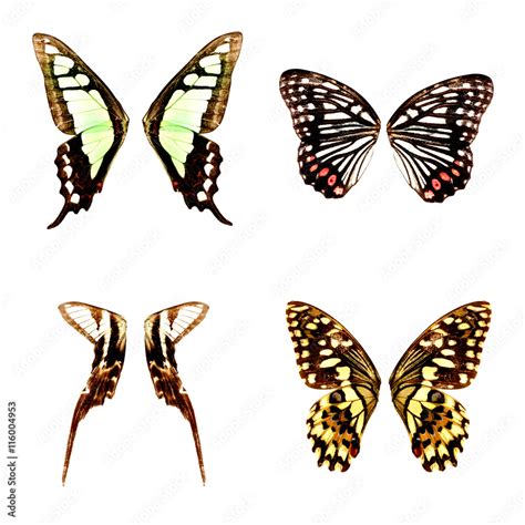 butterfly wings set Stock Photo | Adobe Stock