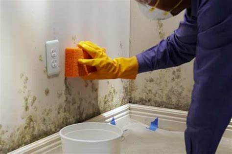 Can You Remove Mold Yourself? DIY Mold Removal Tips - ERSI