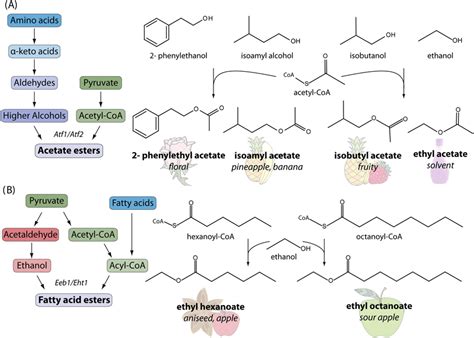 Ester synthesis in yeast. Left: general scheme of both types of ester ...