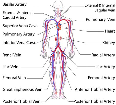 What is the Iliac Artery? (with pictures)