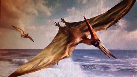 REAL PTERODACTYL LIKE CREATURE FLYING OFF THE COAST OF BRAZIL ...