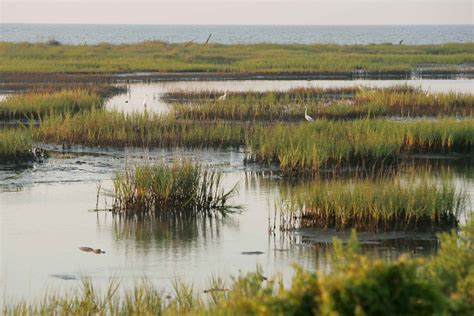 Landscape, Landscape scenery, Marshland