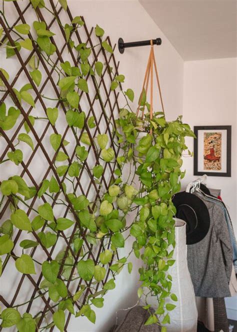 28 Modern Indoor Vine Wall Ideas For Your Home | Balcony Garden Web