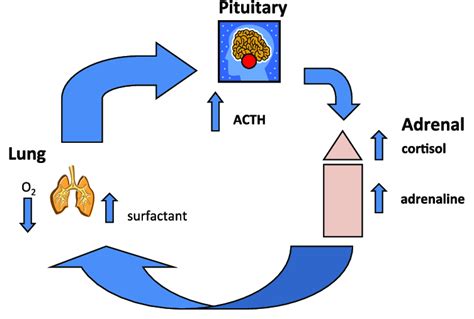 On the evolution of endothermy. It is hypothesized that intermittent ...