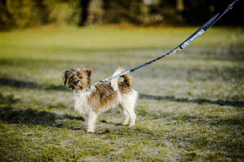 Canine Distemper | Treating Distemper in Dogs | Blue Cross