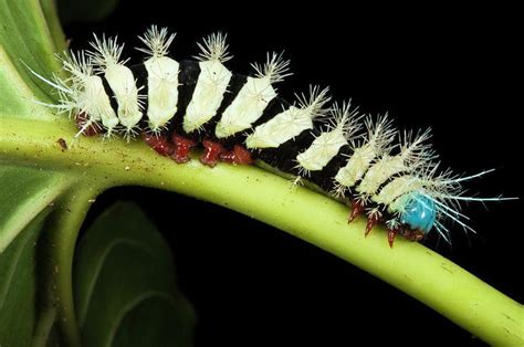 Image result for saturniidae moth caterpillar