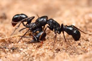 File:Plectroctena sp ants.jpg - Wikipedia