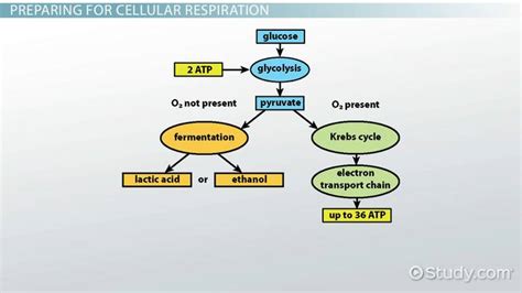 Cellular Respiration in Bacteria | Overview & Process - Lesson | Study.com