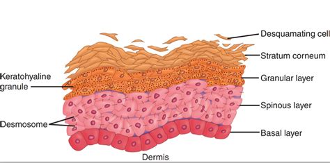 The 5 Layers of Your Skin – Dr. Leslie Baumann