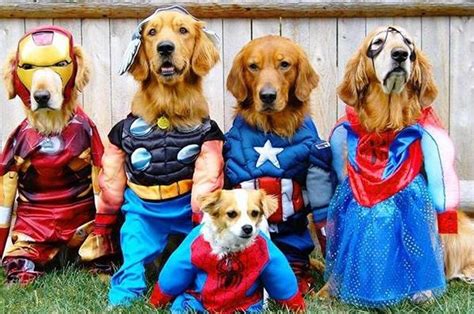 Dogs wearing superheroes costumes | Cute dog costumes, Pet halloween ...