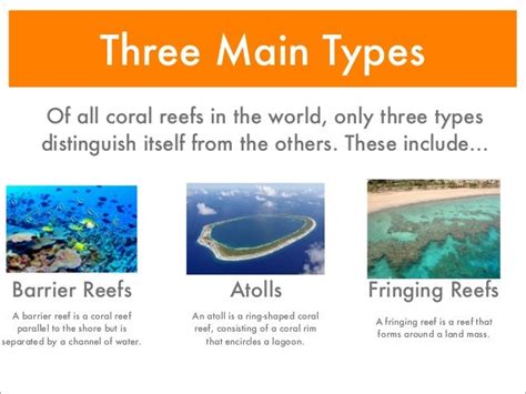 3 Types Of Coral Reefs You Should Know About | ReefCI