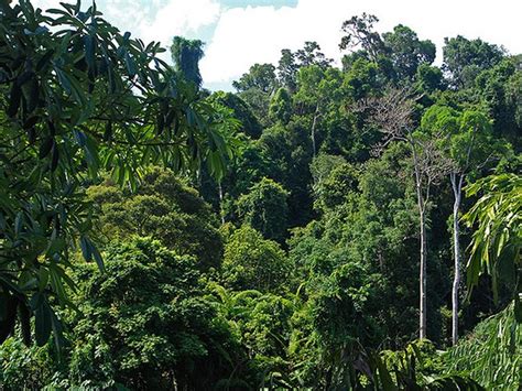 Rain forest in Andaman. | Andaman and nicobar islands, Rainforest, Nature