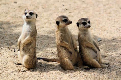 16 Magical Facts About Meerkats - Fact City