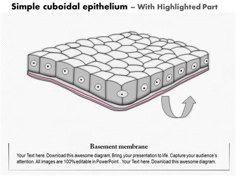 Epithelial Tissue Diagram