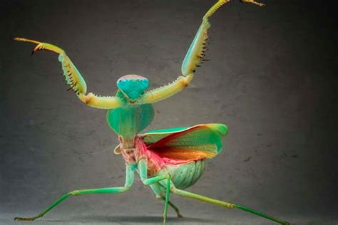 The Most Popular Praying Mantis Species Suitable As Pets - Shrimp and ...