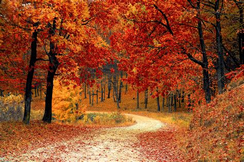 Red Leaf Trees Near the Road · Free Stock Photo