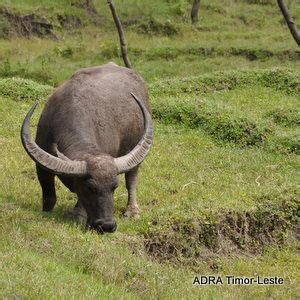 Native animals | East timor, Timor leste, Timor