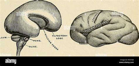 Limbic gyrus hi-res stock photography and images - Alamy