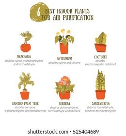 Indoor Plants Air Purification Stock Vector (Royalty Free) 525404689 ...