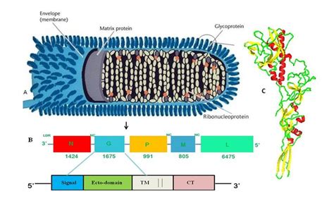 Structure Of Rabies Virus