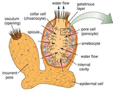 Sponge | Sea sponge, Sponge, Anatomy