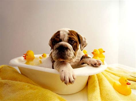 Dog Bath Tips - How To Bathe A Dog - Bathing A Dog Ideas