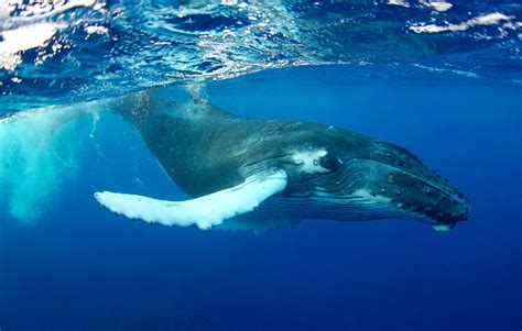 Fascinating Humpback Whale Facts