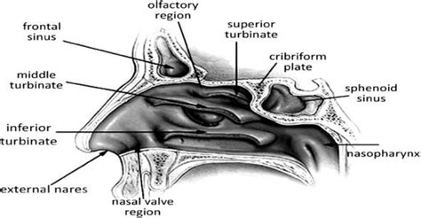 Structure of nose