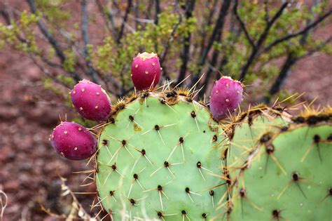 Cannundrums: Engelmann's Prickly Pear Cactus