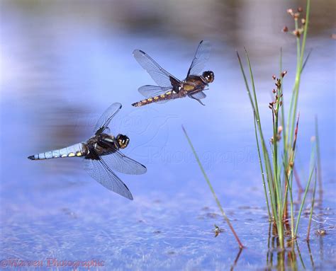 Dragonflies flying over a pond photo WP07072