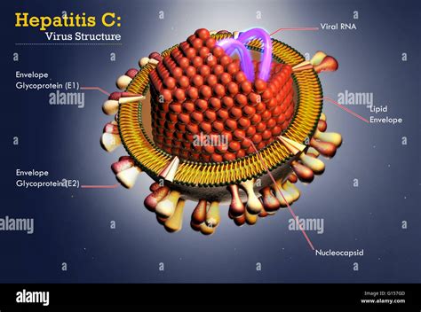 Hepatitis C virus infographic illustration Stock Photo, Royalty Free ...