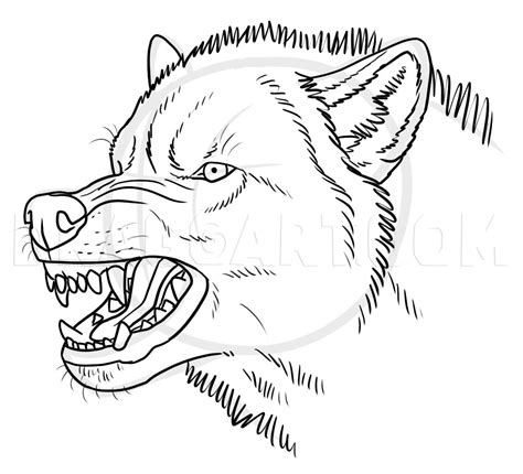 21+ growling wolf drawing