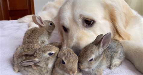 These 4 Baby Bunnies Think This Golden Retriever Is Their Dad And ...