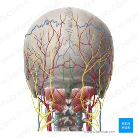 Occipital nerves: Origin, course and function | Kenhub