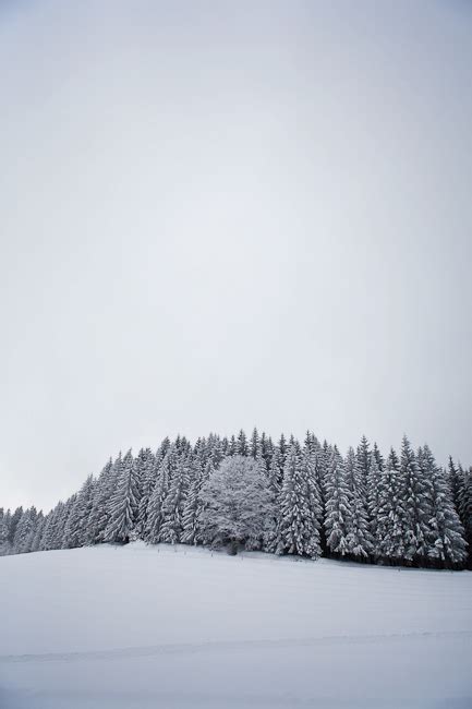 black forest in winter on Behance