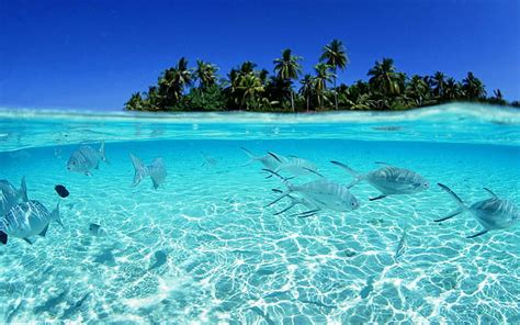 HD wallpaper: Tropical Fish Underwater HD, animals | Wallpaper Flare