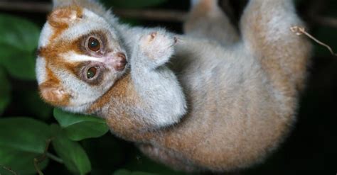 Loris - A-Z Animals