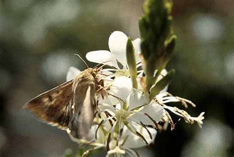 Pollination by Insects: Entomophily, Process, Significance