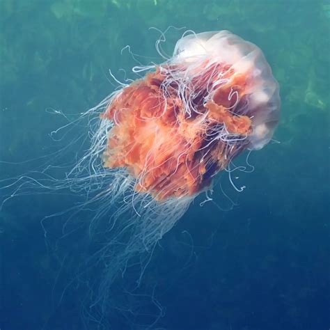 Custom Jellyfish Creature CR Question : r/dndmonsters