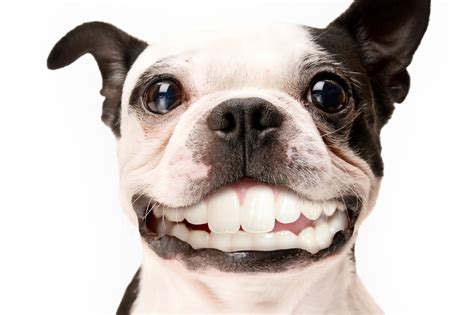 Keeping Up With My #Dental #Checkups!!! #smiling #dogs #greatsmile